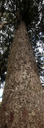New Zealand 2014_3213 Kauri tree panorama