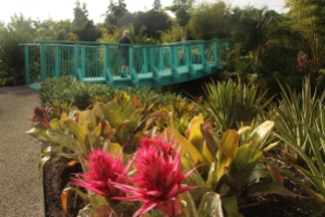 Fantasy garden - a tropical looking garden in non tropical Hamilton