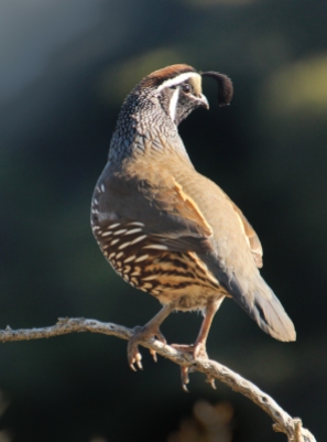 Californian quail